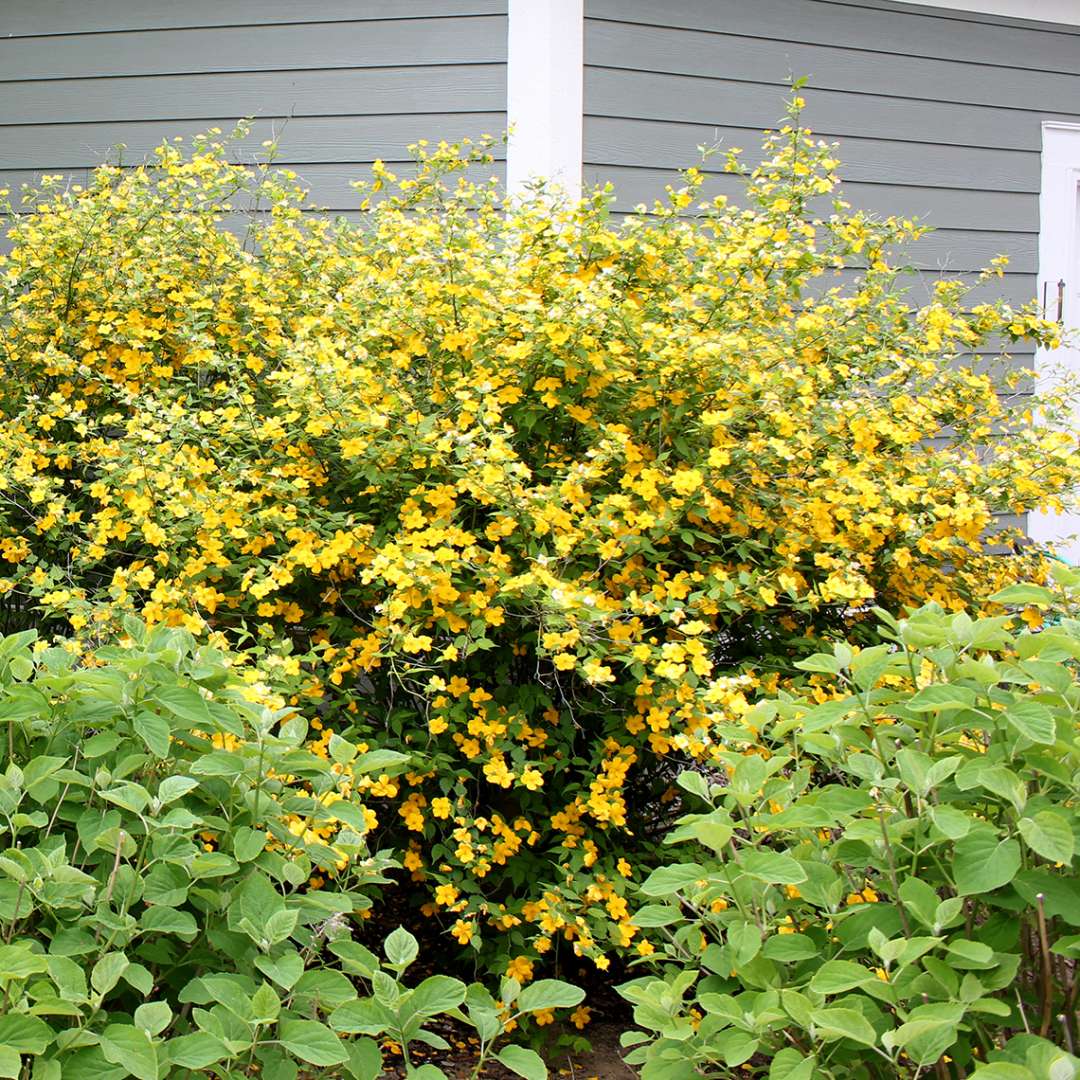 Sunny yellow flowers adorn Kerria Golden Guinea in landscape